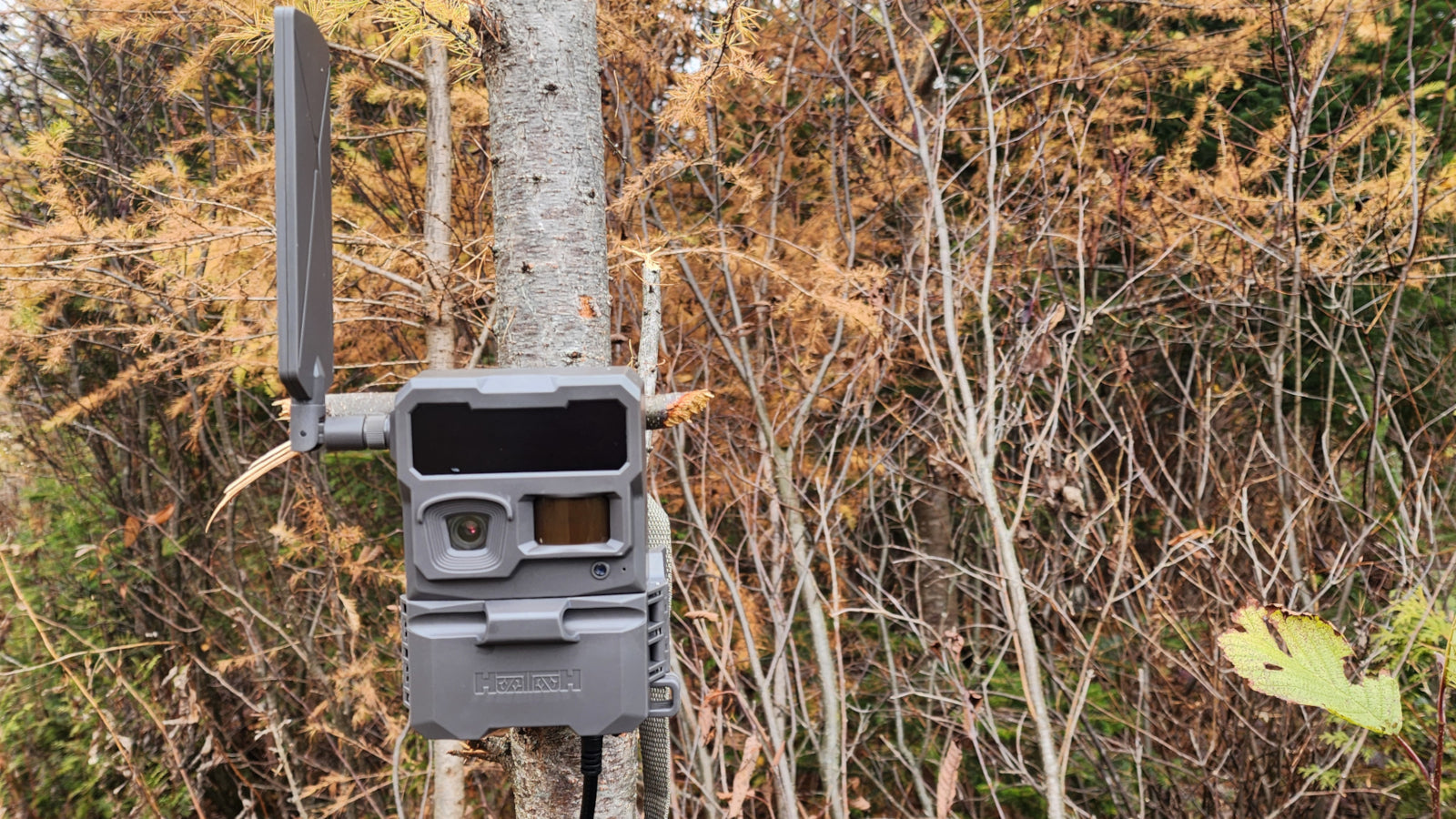 My Cellular Trail Camera Has Stopped Sending Images: What Should I Check?