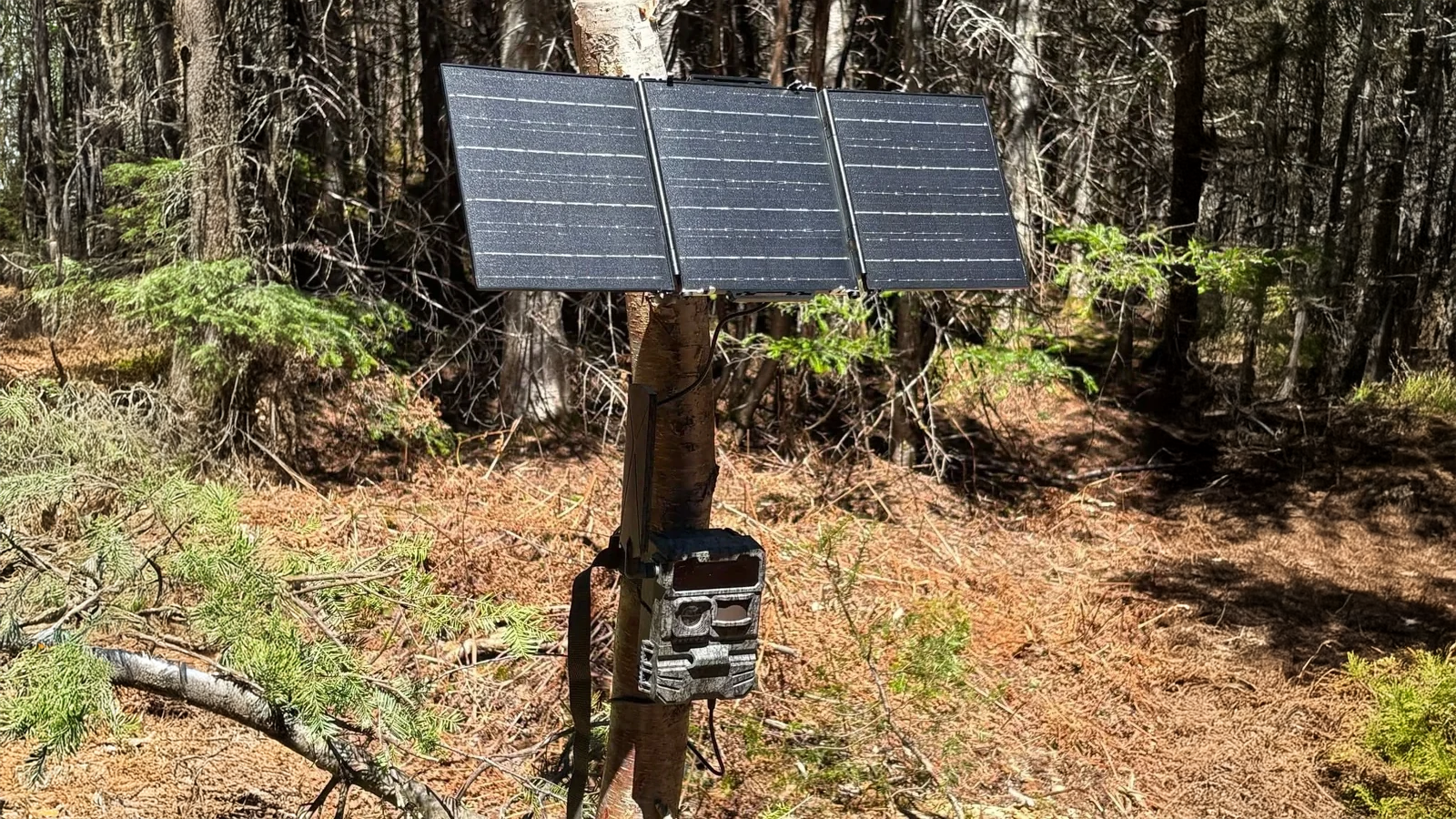 How to Extend Your Trail Camera’s Battery Life